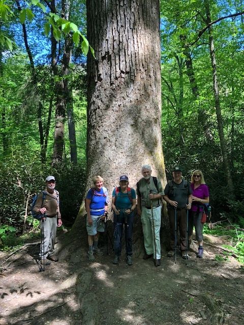 Hikers group ancient giant tree forest